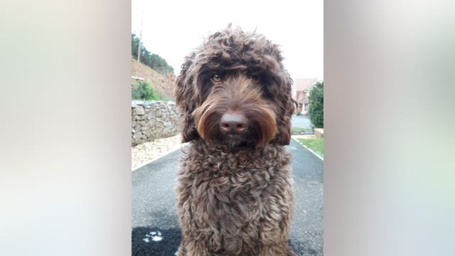 Fire rescue crew's trauma therapy dog helps save suicidal woman's life