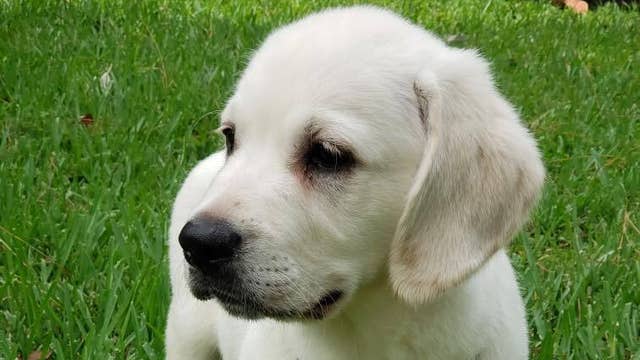 'Rocky' the puppy joins Brevard County Sheriff's Office as newest K-9