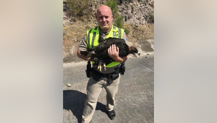 Arizona DPS trooper Sgariglia with the injured eagle.