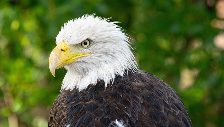 Bald Eagle Mae 2021