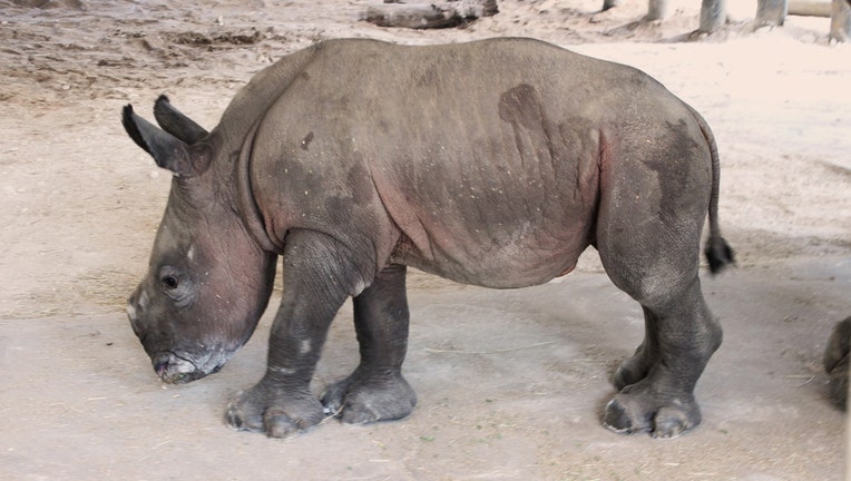 RHINO2-RESIZED.jpg