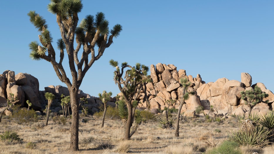UNITED STATES – SEPTEMBER 25:  Joshua Tree National Park is located in southeastern California (Photo by Carol M. Highsmith/Buyenlarge/Getty Images)
