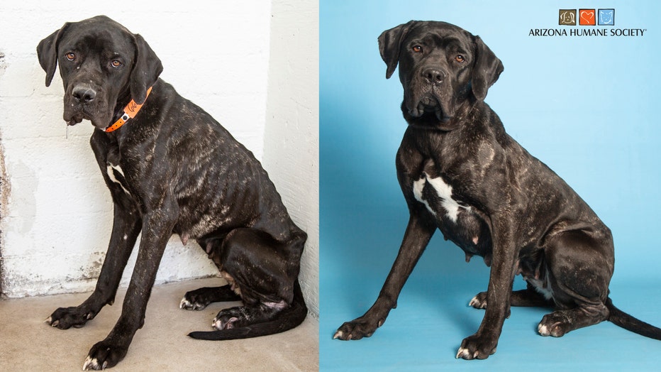 Great Dane Pandora at the time she was rescued by the Arizona Humame Society (left) and present day (right)