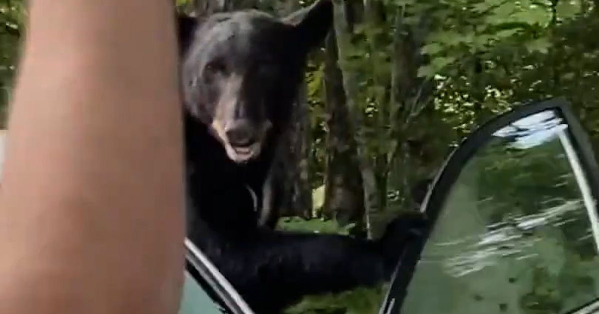 'Go! Go!': Tennessee man scares away black bear trapped in his car ...