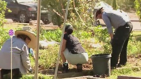 Valley nonprofit uses South Phoenix community garden to promote health, practical life skills