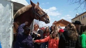 World's tallest horse dies in Wisconsin at age 20