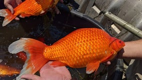 Don't release your pet goldfish into lakes, Burnsville officials urge