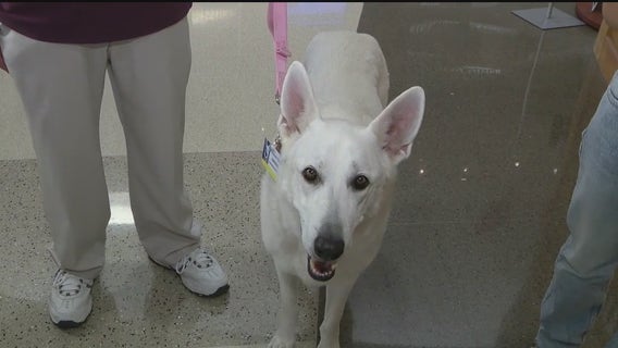 Therapy dogs are back to visit patients at Banner hospital