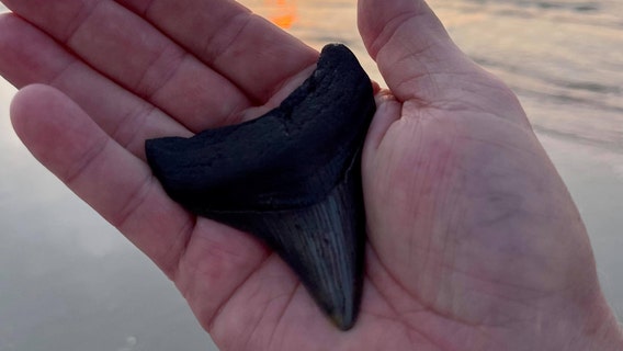 Man claims to find Megalodon shark tooth on Florida beach