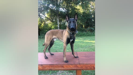 Savannah police K-9 dies in officer-involved vehicle crash