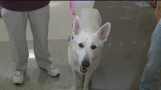 Therapy dogs are back to visit patients at Banner hospital