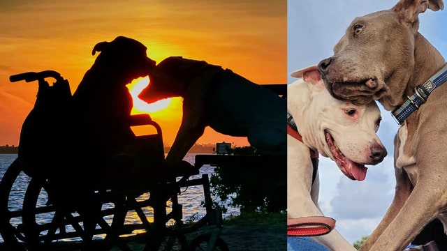 Bond between rescued pups lifts spirits across St. Petersburg and online