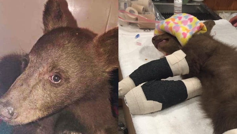 bear cub injured wildfire