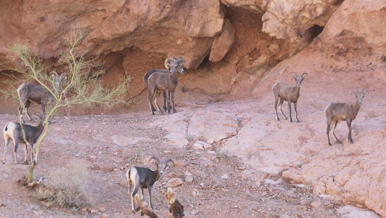 Bighorn sheep in Arizona. 