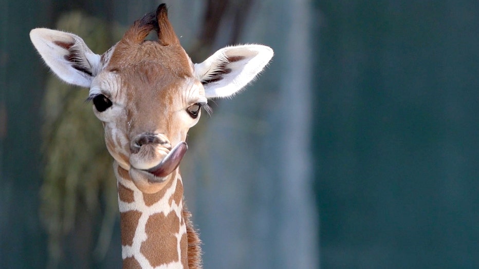 busch gardens stanley giraffe