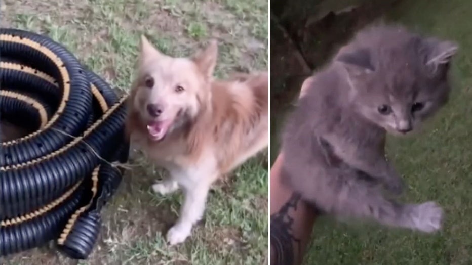 dog kitten hose rescue storyful split