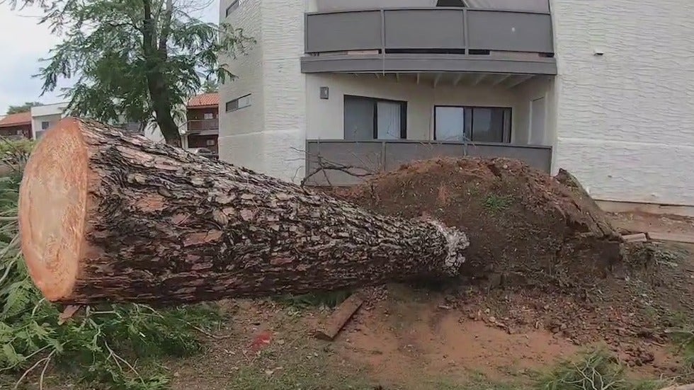 Valley nursery explains how residents can protect trees during monsoon winds