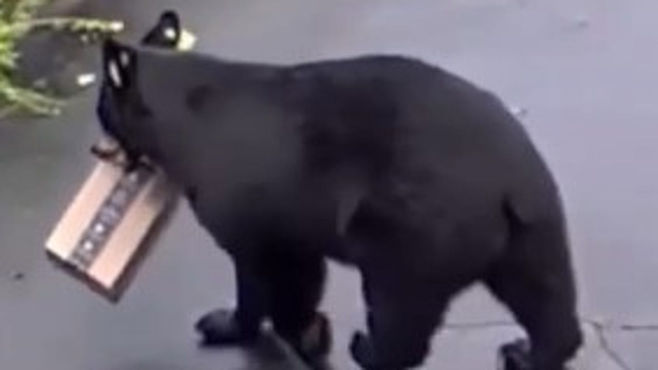 bear steals chewy box