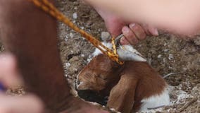 Goat rescued after falling into 250-foot long irrigation pipe in west Phoenix