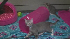 AAWL offering BOGO kittens during Scottsdale Quarter pop-up adoption event