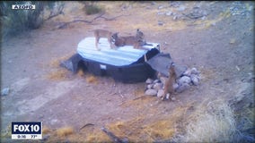 Amid ongoing drought, water catchments across Arizona help keep wildlife alive