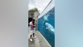 Beluga whales dance to violinist’s serenade at Connecticut aquarium