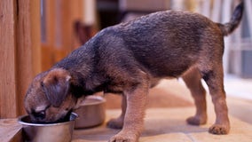 FDA: Pet food plants ‘likely’ contributed to illness or death of hundreds of dogs