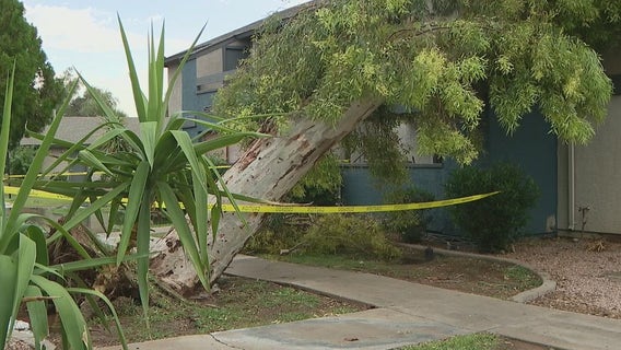 Monsoon causes trees to crash down on north Phoenix apartment units