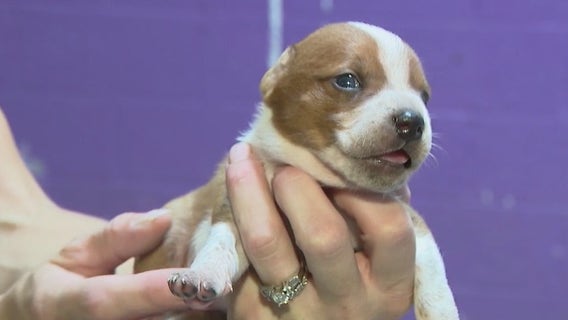 Scottsdale dog shelter at capacity after recent round of monsoon storms