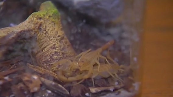 Pest control companies see busy summer amid active monsoon season