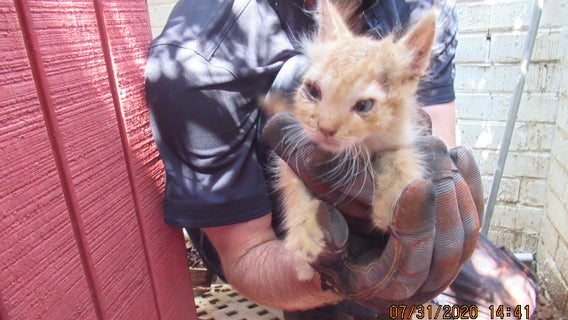 Arizona Humane Society rescues kitten stuck in brick wall