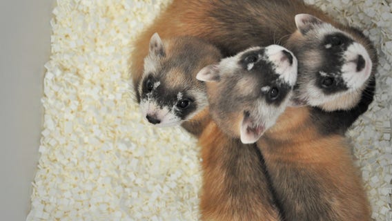 Phoenix Zoo asks public to name black-footed ferret litter