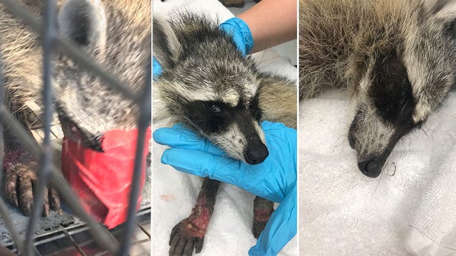 Baby raccoon bound in duct tape, abandoned for days in Tucson; authorities search for suspect