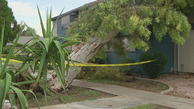 Monsoon causes trees to crash down on north Phoenix apartment units