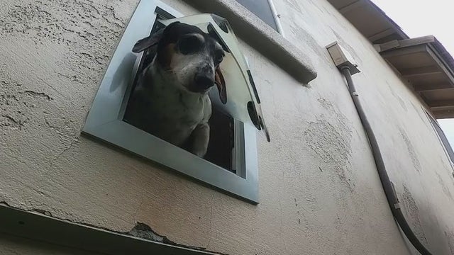 4 Peoria dogs lucky to be alive after disturbed beehive swarms dogs