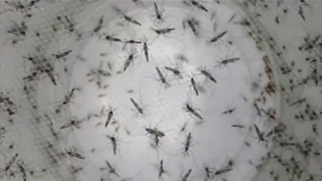 Active monsoon season results in mosquito boom across the Phoenix area