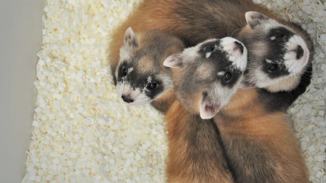 Phoenix Zoo asks public to name black-footed ferret litter