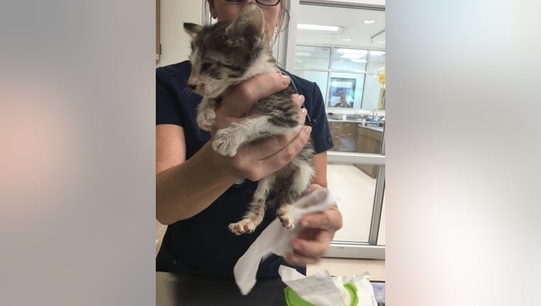 One of the kittens recovering after reportedly being abused by three kids in Prescott Valley.