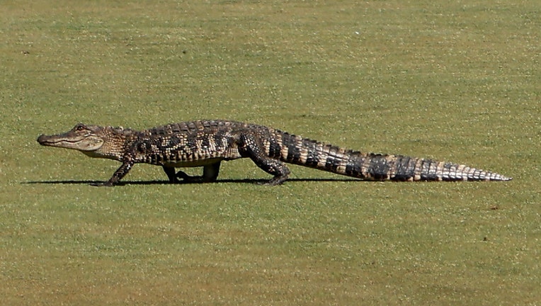 GETTY gator pga 052421