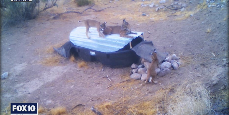 Amid ongoing drought, water catchments across Arizona help keep wildlife alive