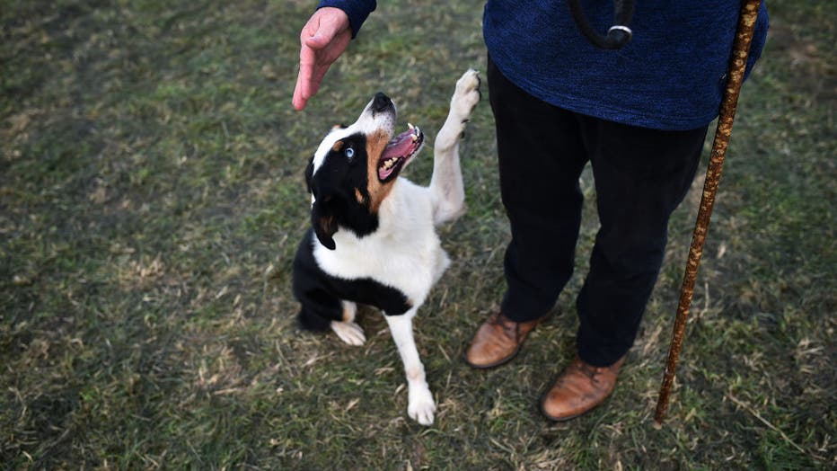 International Sheep Dog Trials Take Place In County Down