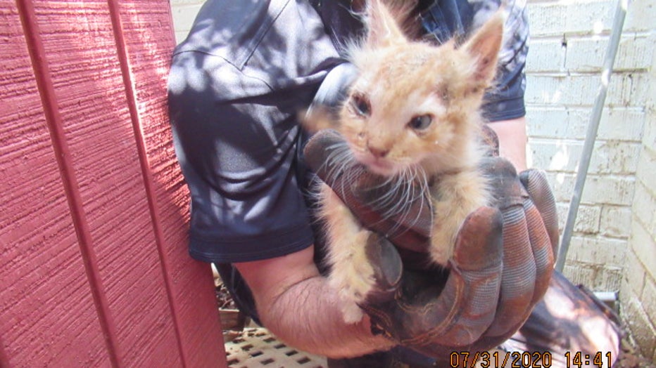 An AHS medical technician holds up the rescued kitten after spending an hour freeing it from a wall.