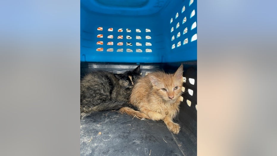 kittens found alive prescott