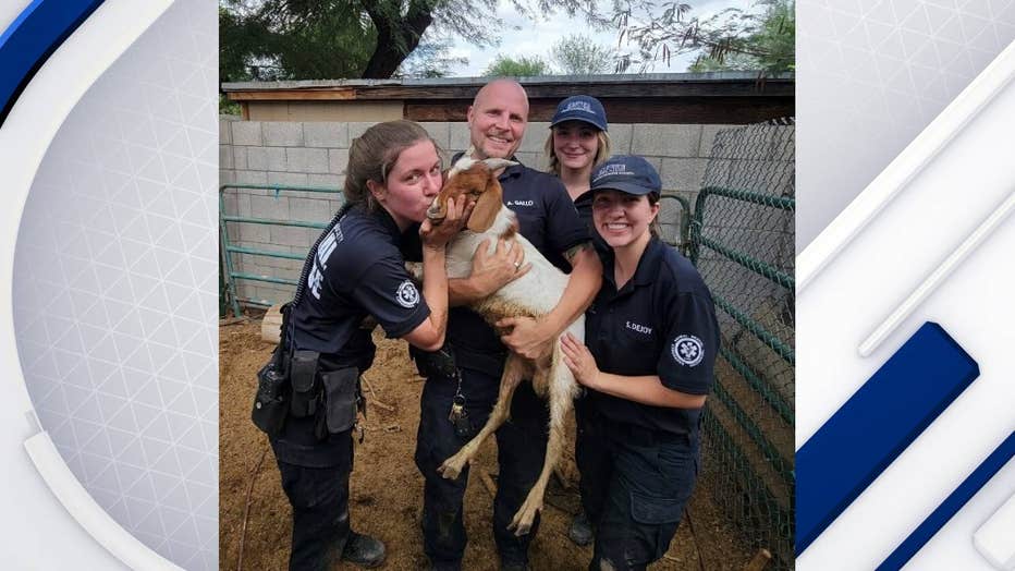 Goat rescued after falling into 250-foot long irrigation pipe in west  Phoenix