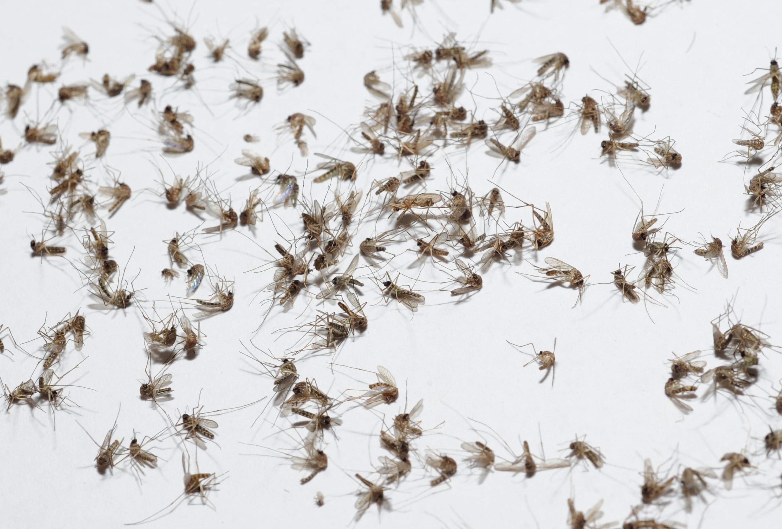 West Nile: Maricopa County tracks rising cases amid monsoon season