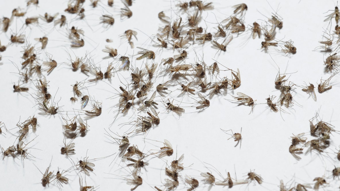 West Nile: Maricopa County tracks rising cases amid monsoon season