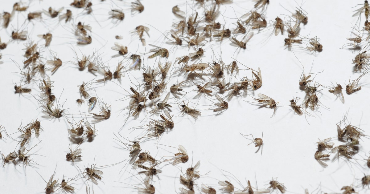 West Nile: Maricopa County tracks rising cases amid monsoon season