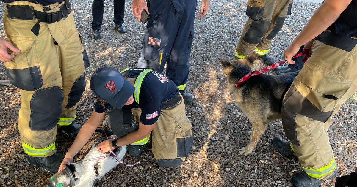 Peoria firefighters rescue dog, cat from house fire | FOX 10 Phoenix