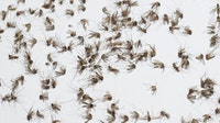 West Nile: Maricopa County tracks rising cases