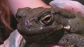 Phoenix Herpetological Society warns of toxic toads being seen by many in the Valley